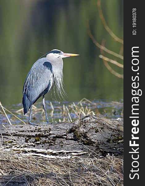 Great blue heron stands like a statue on a log by the still water. Great blue heron stands like a statue on a log by the still water.