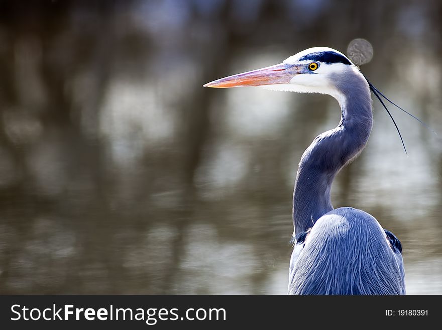 A portraiture image of a great blue heron by the lake. A portraiture image of a great blue heron by the lake.