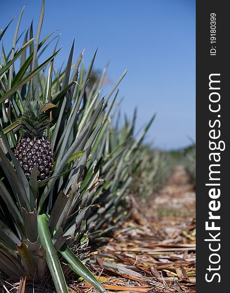Pineapple field on a background of blue sky