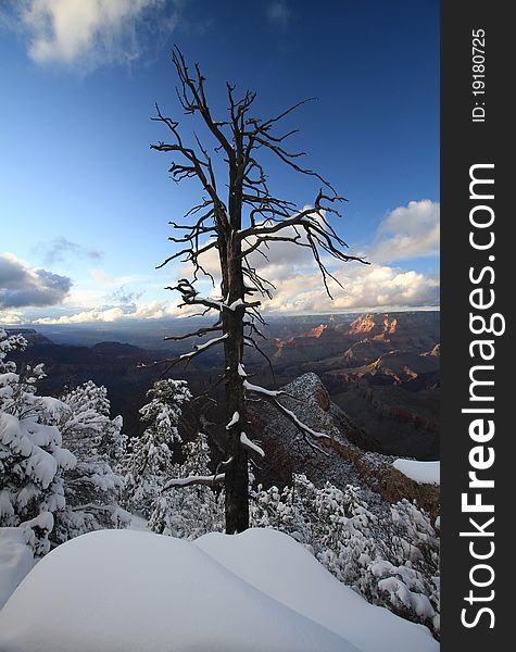 A dead tree at the Grand Canyon with snow on the ground. A dead tree at the Grand Canyon with snow on the ground