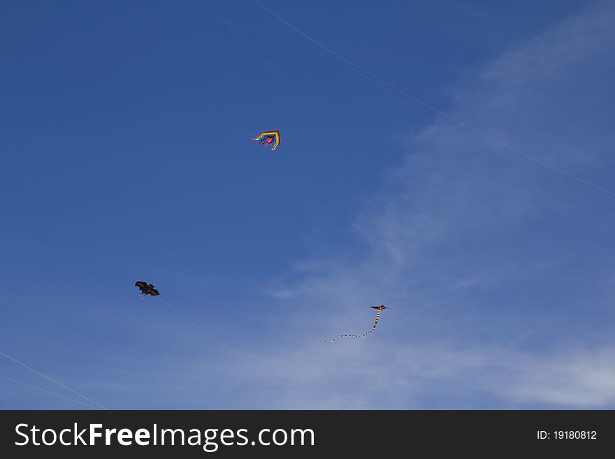 Kites flying in the clear sky