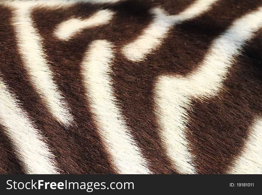 Detail of zebra (macro, background )