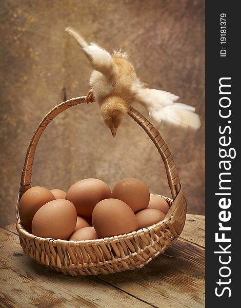 Young chicken tries to fly, basket with eggs