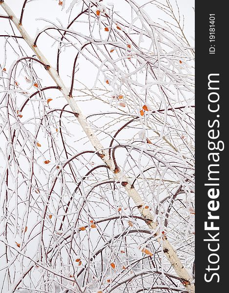 Frozen birch branches
