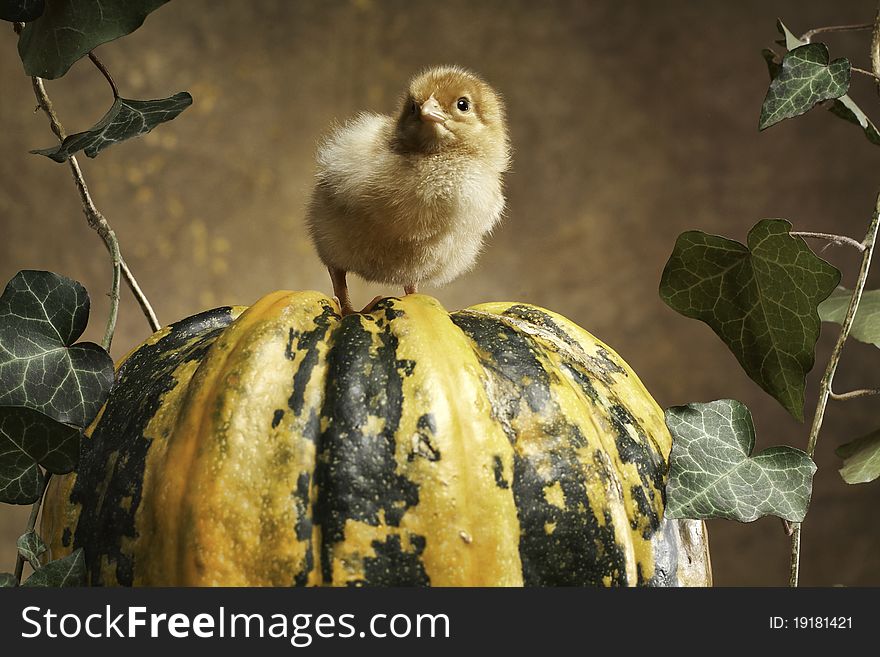 Two chicken sty on a pumpkinn. Photograpy make in the studio