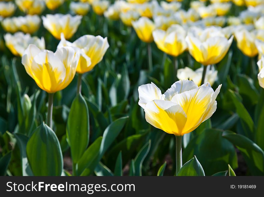 Tulips - Jaap Groot Varieties