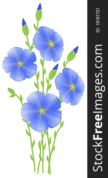 Flower of flax (Linum usitatissimum) . Illustration .