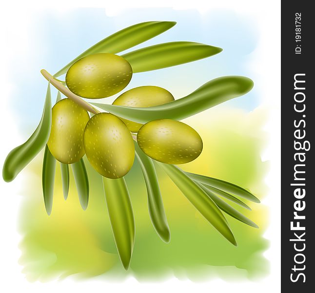 A Branch Of Green Olives.