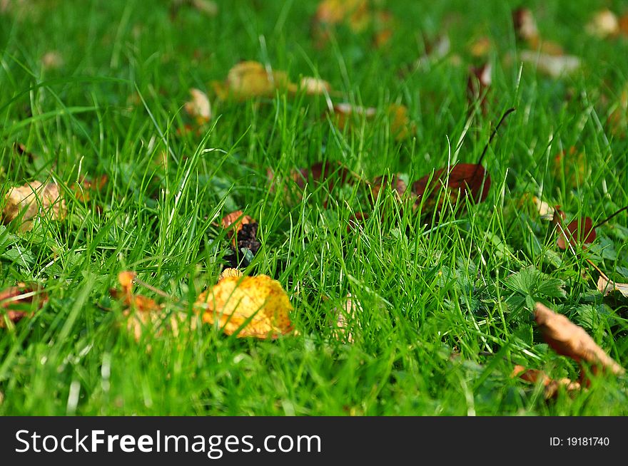 Green grass and yellow leaves background, the beginning of autumn. Green grass and yellow leaves background, the beginning of autumn