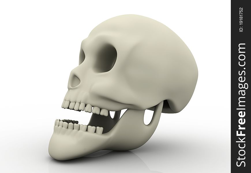 3D Human Skull a white background