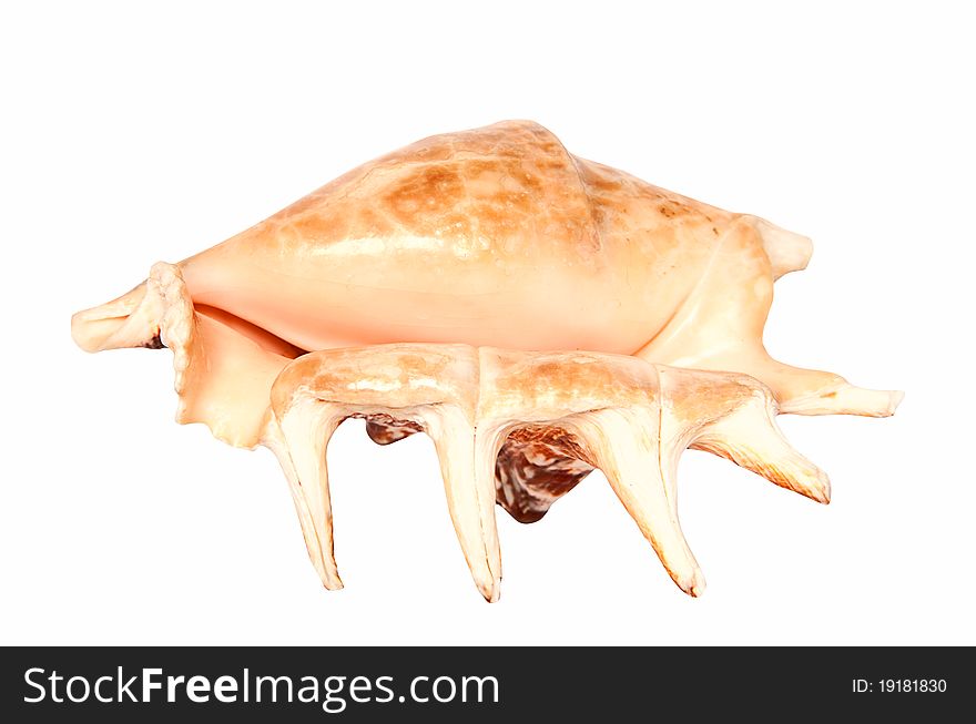 Beautiful pearl seashell isolated over white background