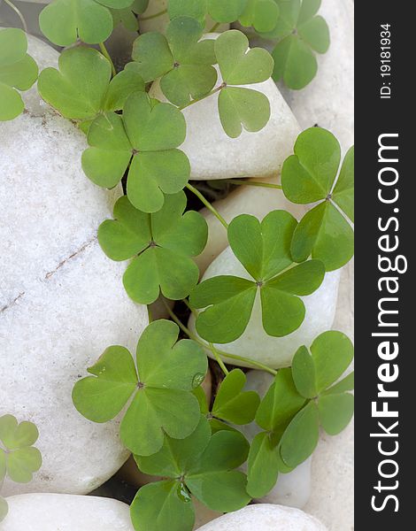 Clovers on white rocks in hazy weather