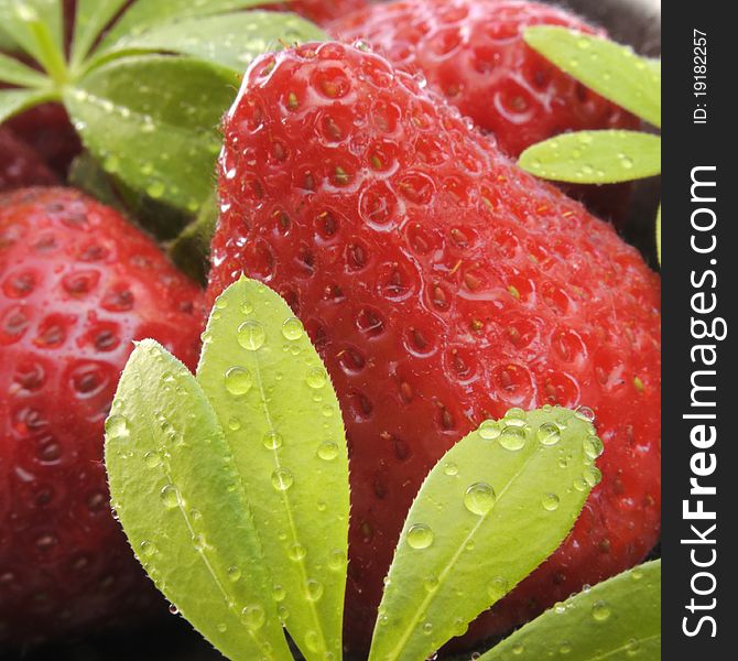 Strawberries and woodruff with waterdrops