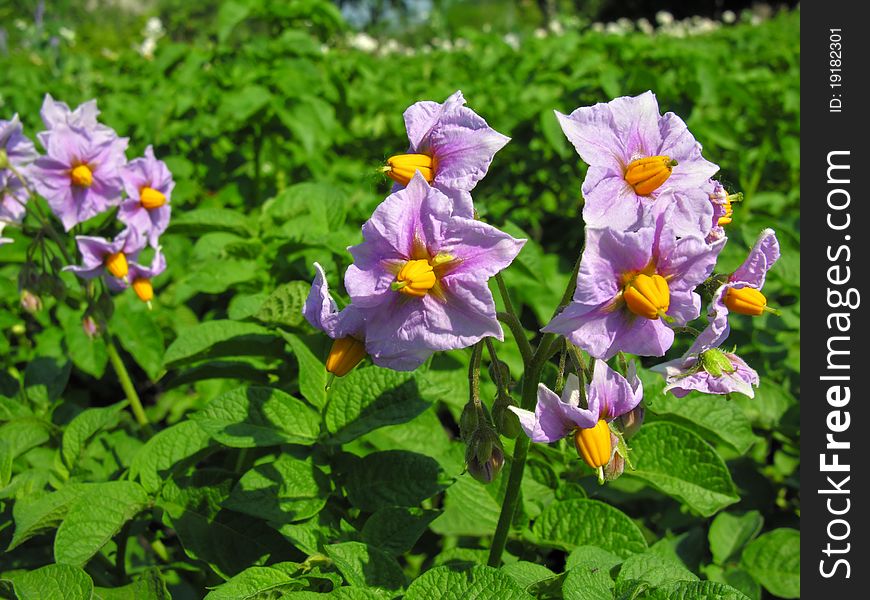 Blooming potato in the vegetable garden