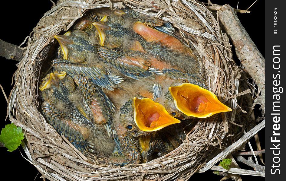 A close up of the nest of thrush with small babies. Isolated on black. A close up of the nest of thrush with small babies. Isolated on black.