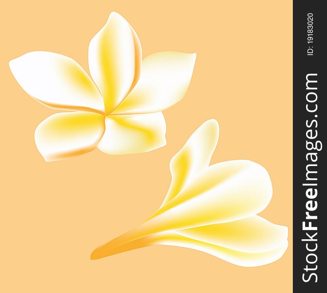 Frangipani. Flower for spa on the delicate background