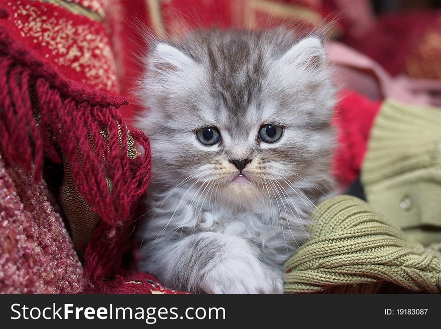 Photo of the Persian kitty