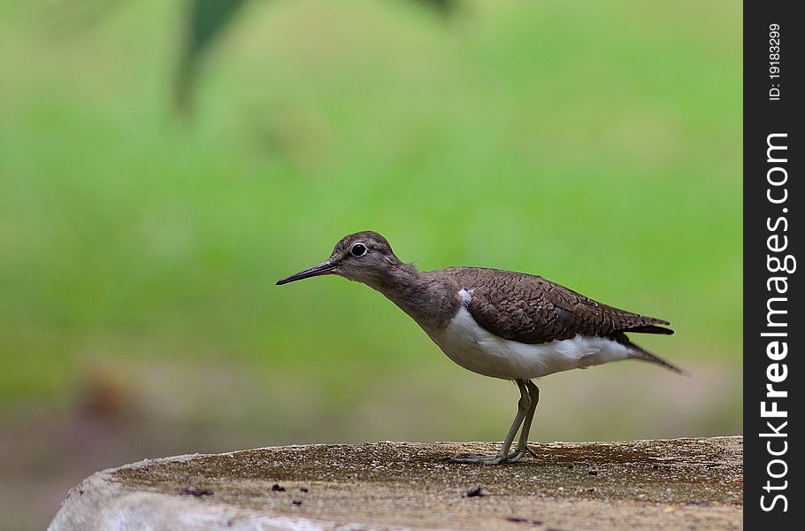 A Common Sandpiper (Actitis hypoleucos) is moving non-stop looking for something. A Common Sandpiper (Actitis hypoleucos) is moving non-stop looking for something