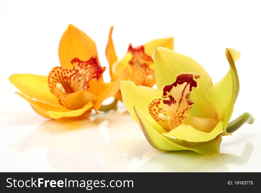 Yellow orchid on a white background