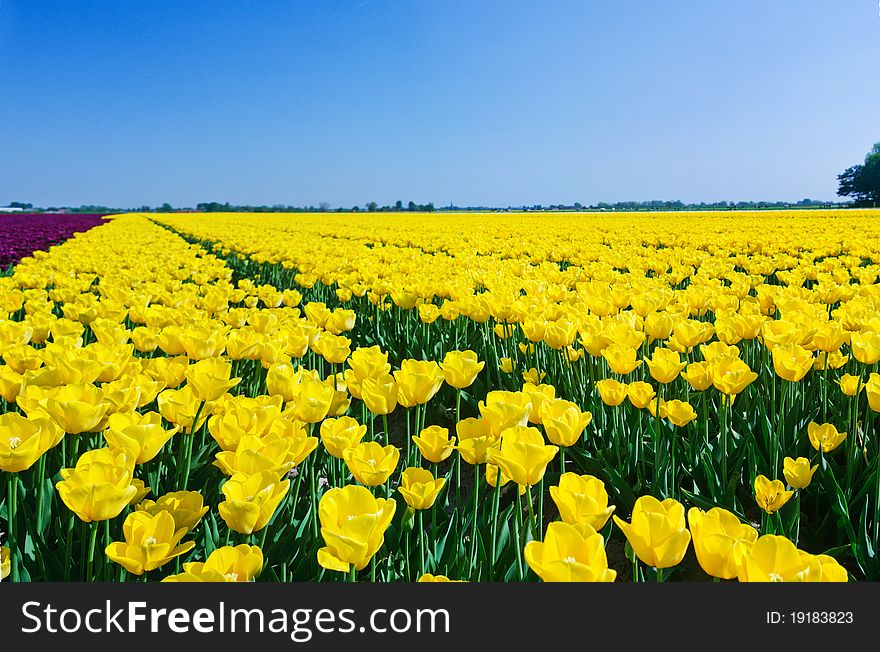 Field of Tulips in a Spring Garden