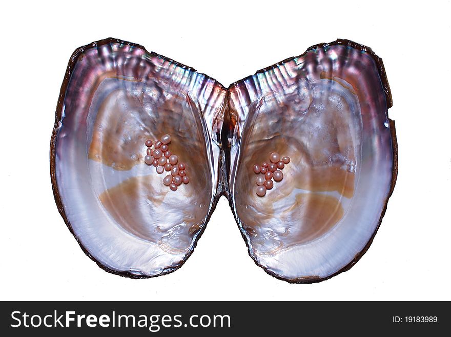 It is a beautifule pearl oyster