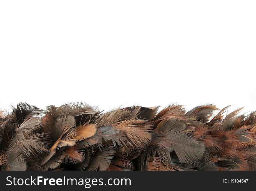 Pattern of feathers in white background