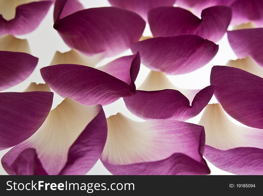 Lotus petals light being affected