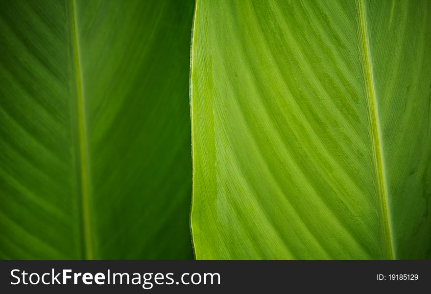 Background from the leaf of Canna plant. Background from the leaf of Canna plant