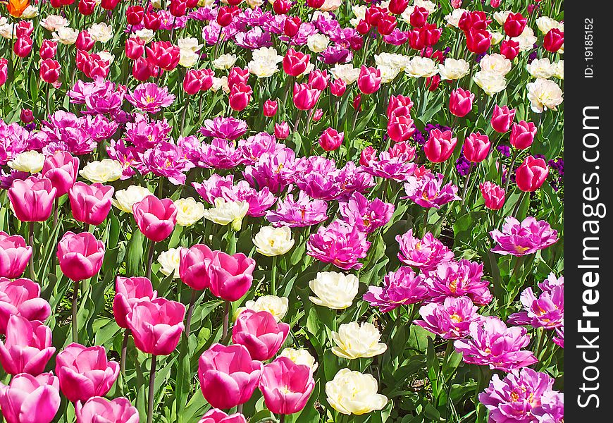 Fresh blooming tulips in the spring garden