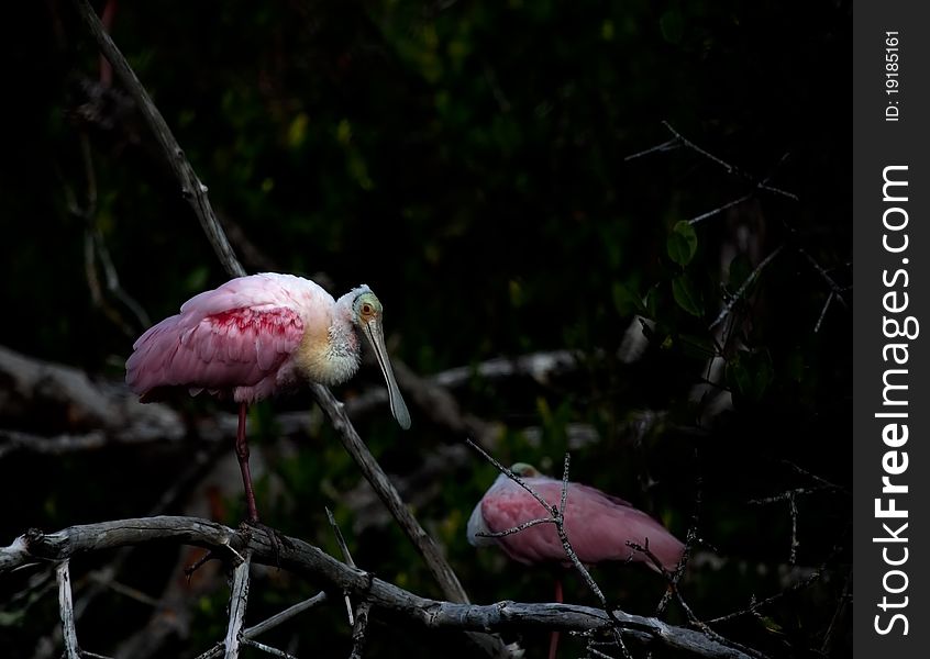 A roseate spoonbil rests on a branch in the everglades