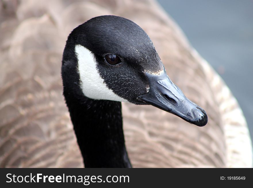 Close-up of the face of a Canada Goose