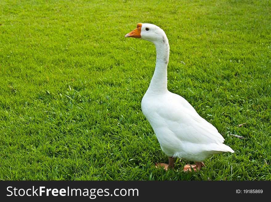 The white geese walking in grass. The white geese walking in grass