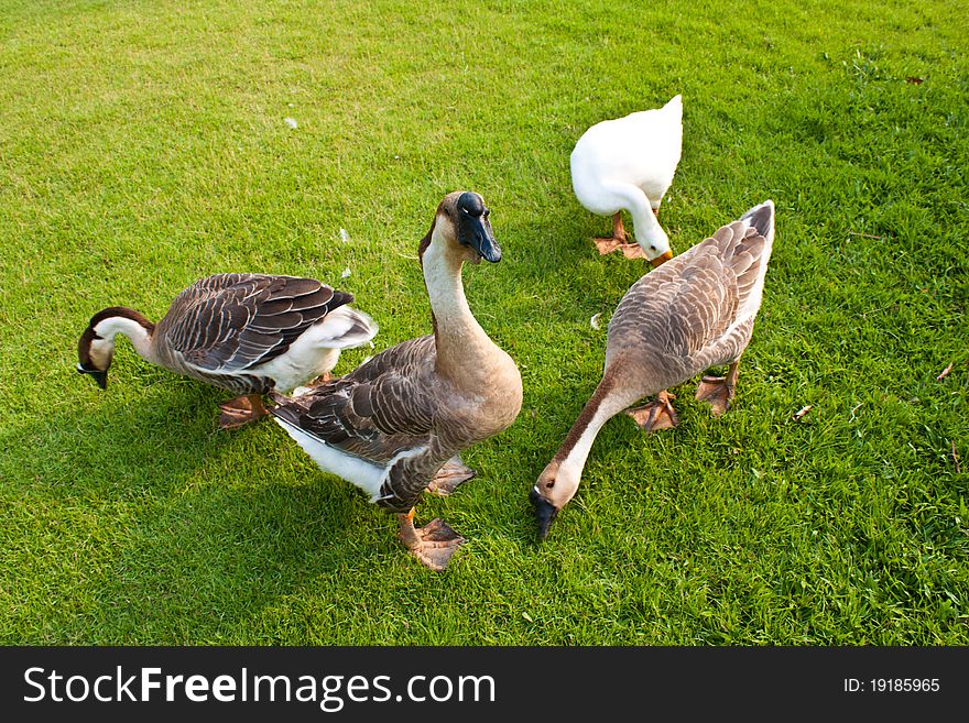 The white geese walking in grass. The white geese walking in grass