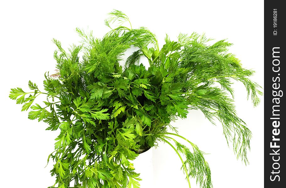 Dill and parsley are shown in the picture.