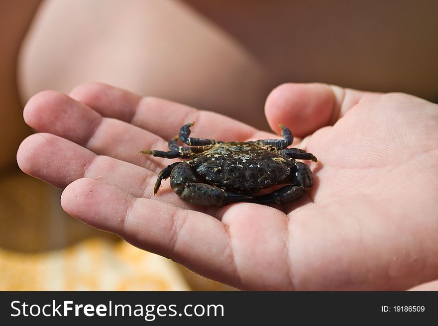 A small crab in a children's hands