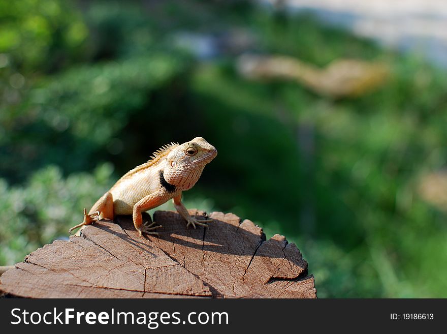 The chameleon sunbathe on the stump. The chameleon sunbathe on the stump