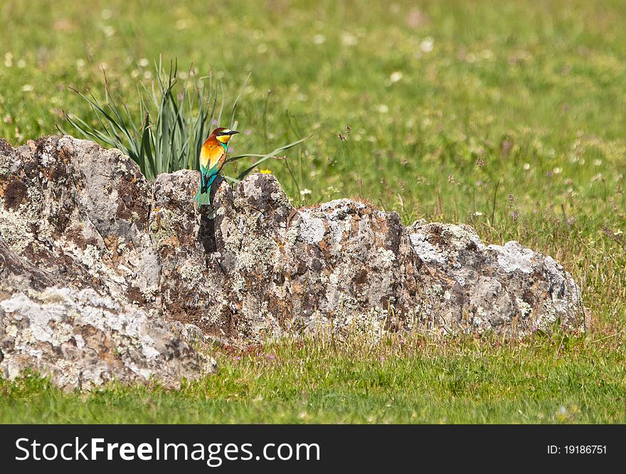 Bee-eater In Spring