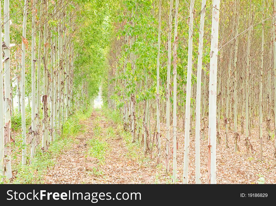 Eucalyptus forest in Thailand, plant for paper industry