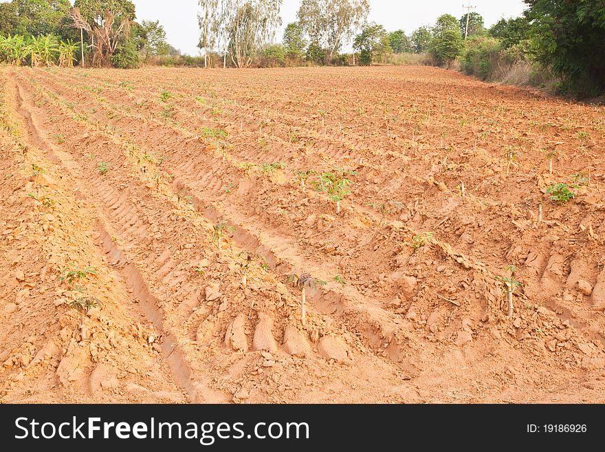 Young Cassava in plant,North East,Thailand