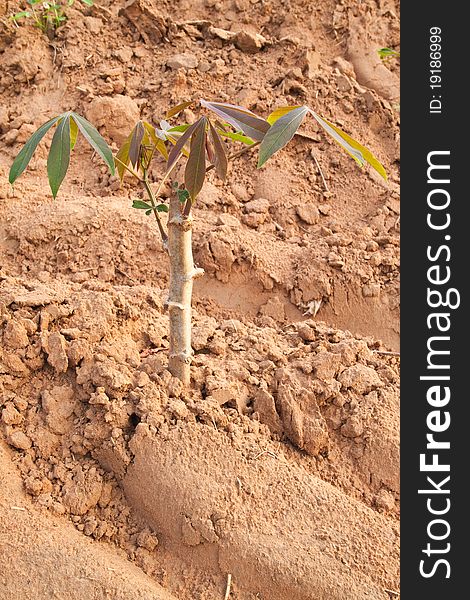 Young Cassava Tree In Plant