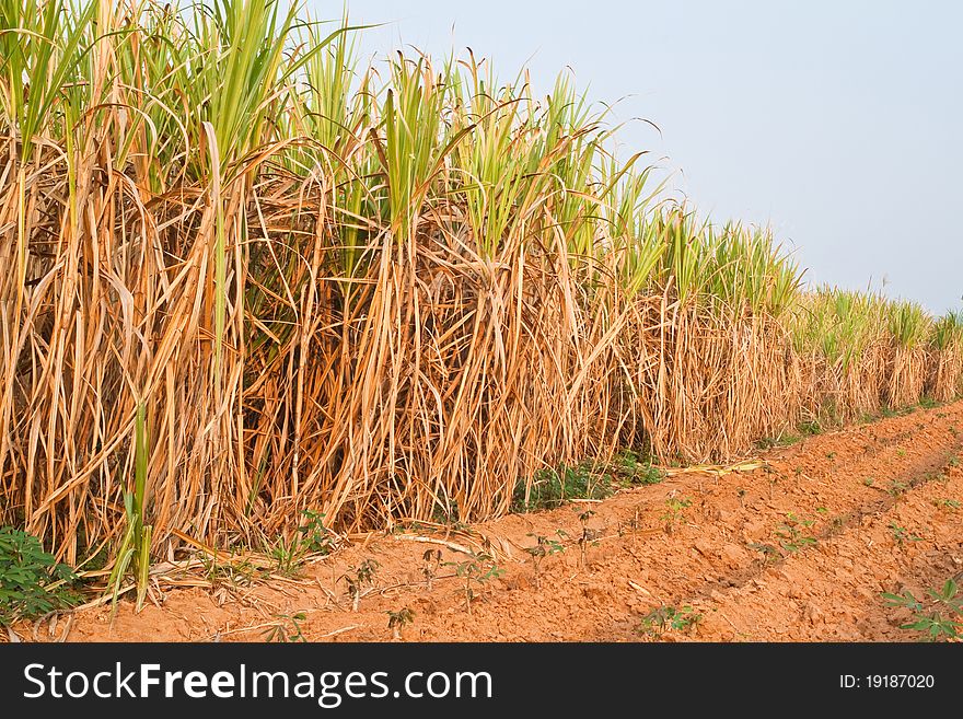 Plant Of Sugarcane And Blue Sky