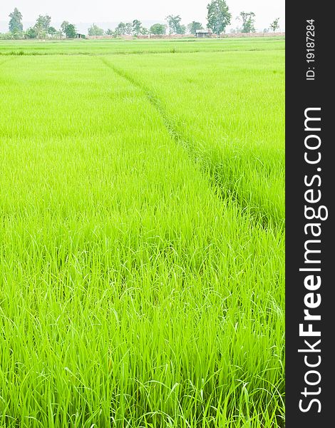 Green Young Rice In Paddy Field