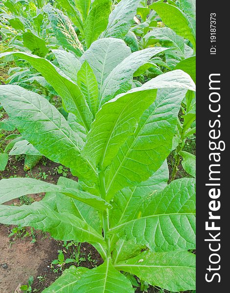 Tobacco leafs in a plant