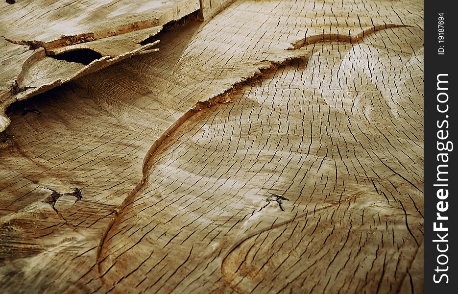 Old felled tree closeup texture. Old felled tree closeup texture