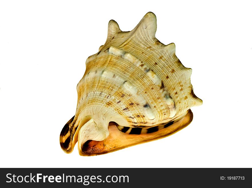 Empty sea shell isolated on white