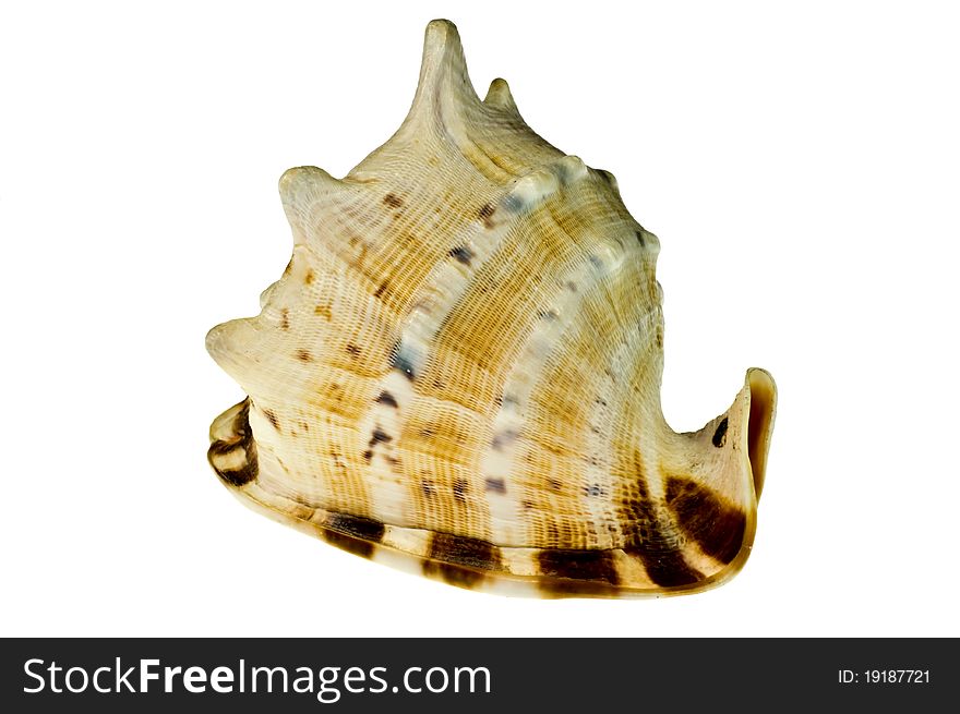 Empty sea shell isolated on white