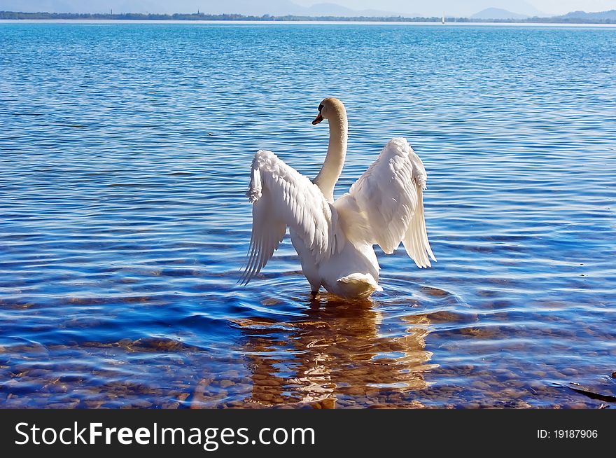 Fauna & Flora Animals Bird swan wildlife. Fauna & Flora Animals Bird swan wildlife