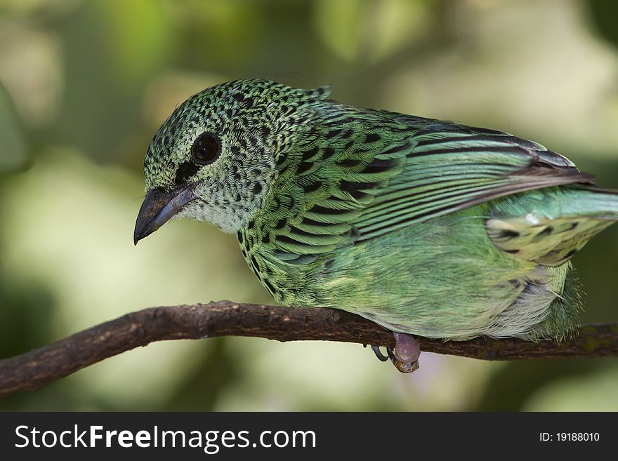 Female Red legged Honeycreeper on a tree branch in Ecuador. Female Red legged Honeycreeper on a tree branch in Ecuador