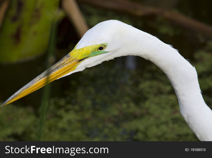 Great White Egret close-up portrait - Ardea alba. Great White Egret close-up portrait - Ardea alba