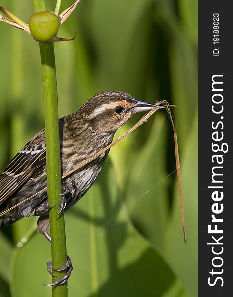 Red-winged Blackbird on a plant stem - Agelaius phoeniceus. Red-winged Blackbird on a plant stem - Agelaius phoeniceus